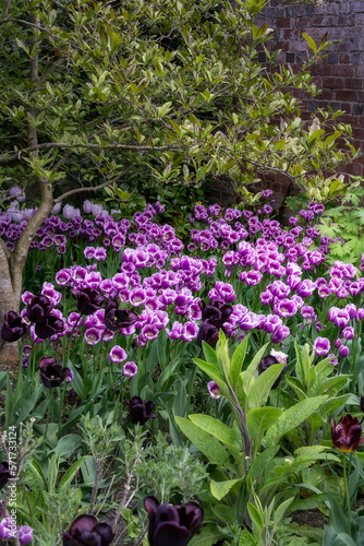 Fototapeta Naklejka Na Ścianę i Meble -  Beautiful Tulipa Continental and Tulipa Purple Elegance 
in springtime