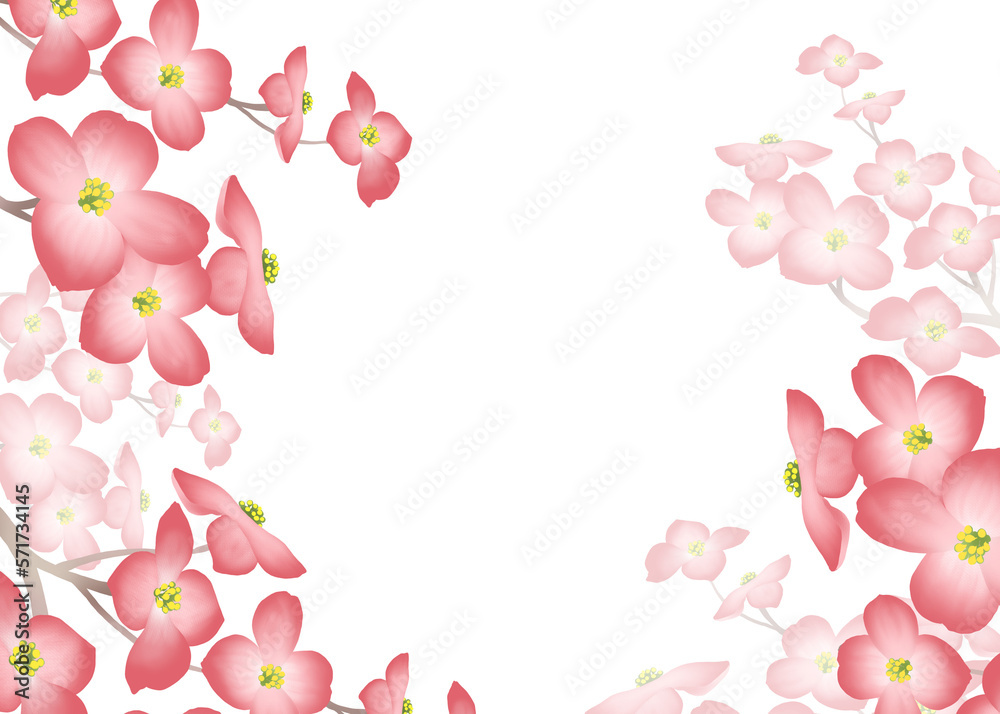 Frame of pink dogwood flowers on white