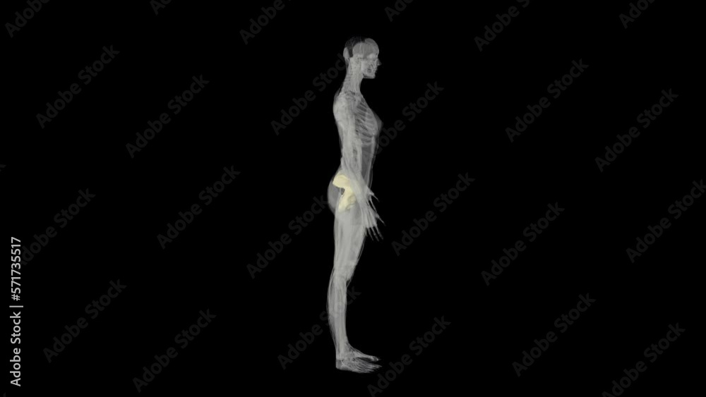 Pelvis Bone Rontgen X-ray Transparent Alpha Video Pelvis Bone Rontgen X-ray Transparent Alpha Video
