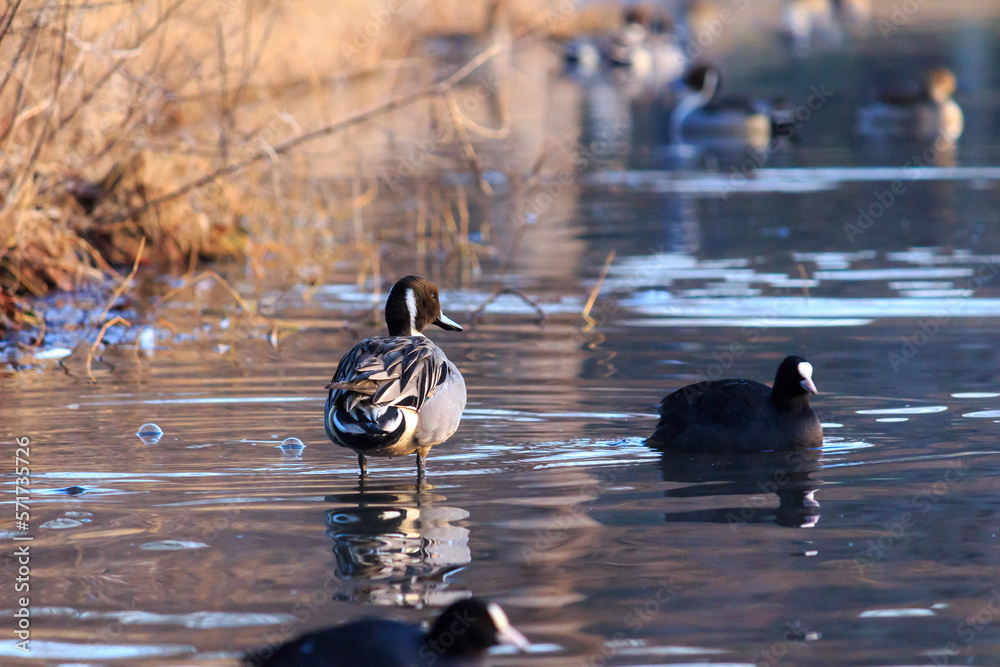 Fototapeta premium オナガガモ