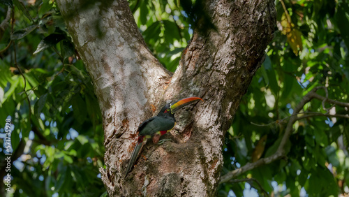 fiery-billed aracari builds a nest hollow in a tree at manuel antonio national park of costa rica photo