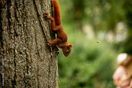 little squirrel descends from a tree  © Alena Vilgelm