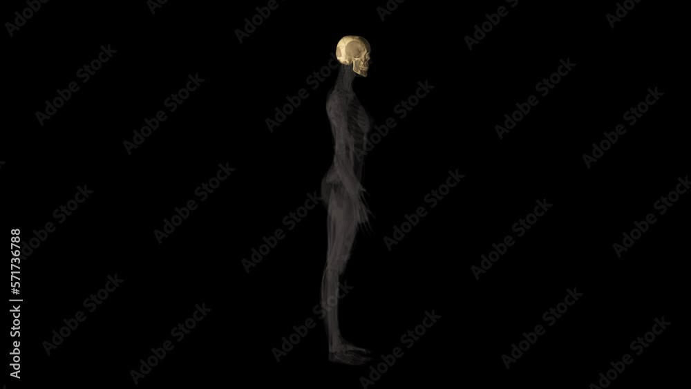 Female Skull Bone X-Ray Rontgen Transparent Alpha Video Female Skull Bone X-Ray Rontgen Transparent Alpha Video