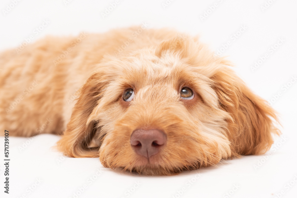 Fototapeta premium A golden cockapoo puppy isolated against a white background