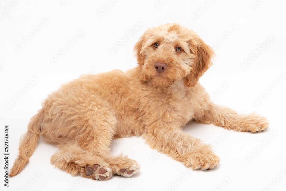 A golden cockapoo puppy isolated against a white background