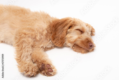 A golden cockapoo puppy isolated against a white background © Life in Pixels