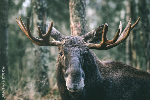 Portrait of a moose bull with big antlers close up in forest. Selective focus.