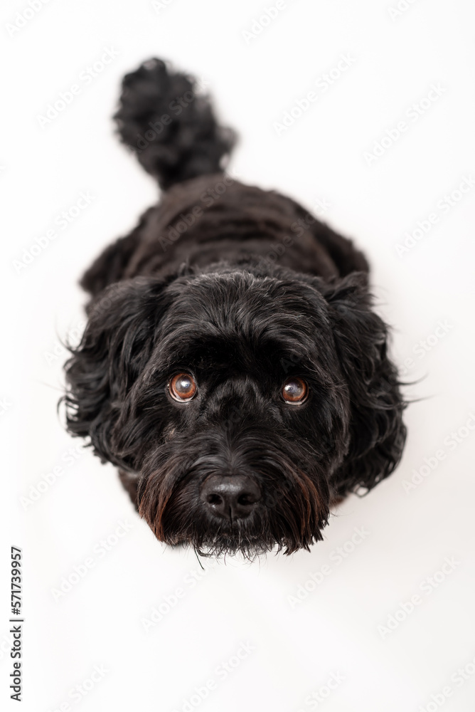 A black cavapoo dog isolated against a white background A black cavapoo dog isolated against a white background