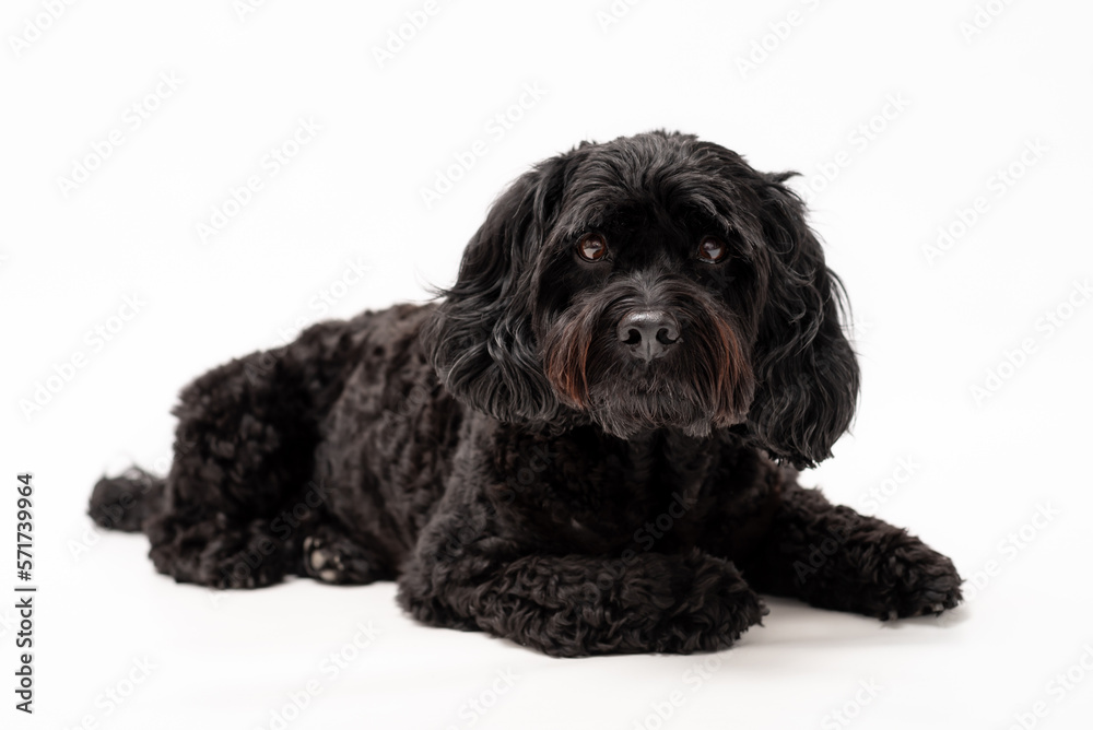 A black cavapoo dog isolated against a white background A black cavapoo dog isolated against a white background