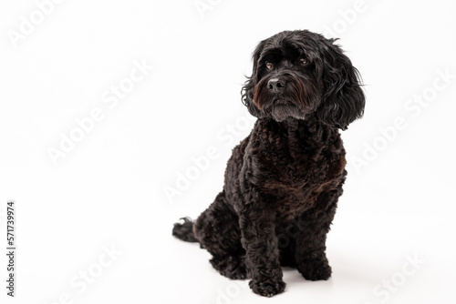 A black cavapoo dog isolated against a white background