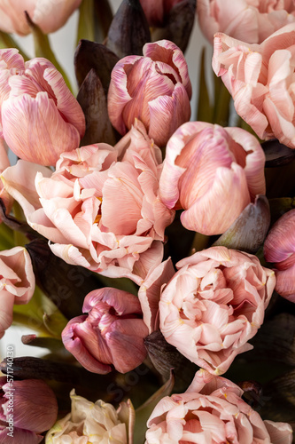 Fototapeta Naklejka Na Ścianę i Meble -  Fresh blooming pink tulips
