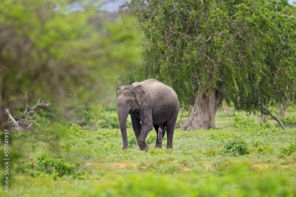 Adult Sri lankan elephant on the road. Sri Lankan elephant (Elephas maximus maximus). Yala National Park. Sri Lanka