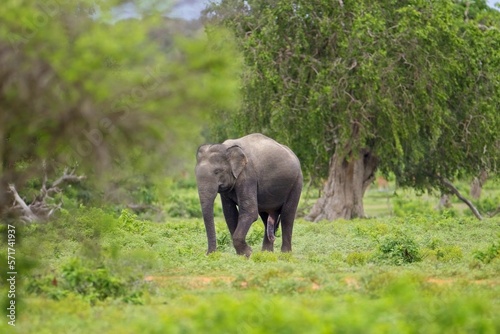 Adult Sri lankan elephant on the road. Sri Lankan elephant  Elephas maximus maximus . Yala National Park. Sri Lanka