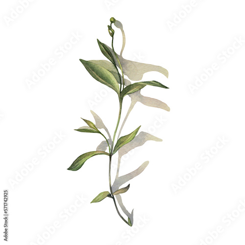 Watercolor grass and leaves with shadow isolated on white background. Hand-drawn green bush with bud. Creative branch for invite card  wedding celebration and sticker. Clipart for wallpaper wrapping