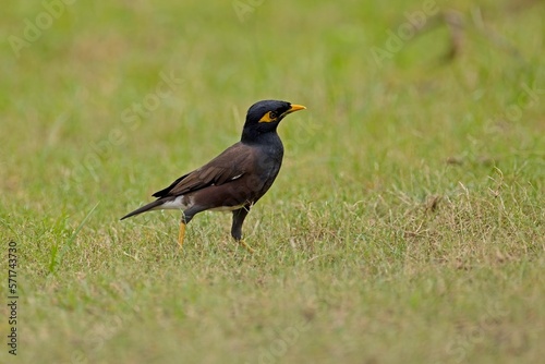 The common myna or Indian myna (Acridotheres tristis) perching on a nice woodstick in super light, Wilpattu Sri Lanka.