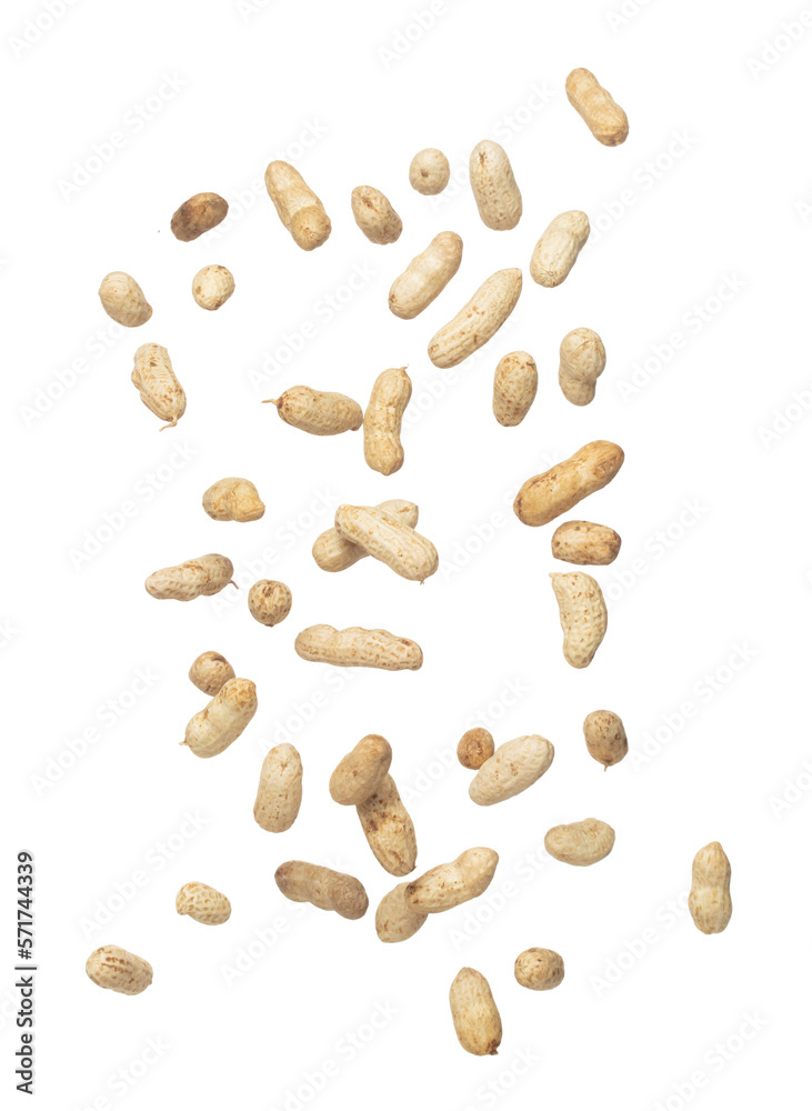 Boiled peanut fly explosion, boiled peanut bean fall down pour. Tropical boiled peanut throw in air. White background Isolated high speed shutter, freeze action Boiled peanut fly explosion, boiled peanut bean fall down pour. Tropical boiled peanut throw in air. White background Isolated high speed shutter, freeze action