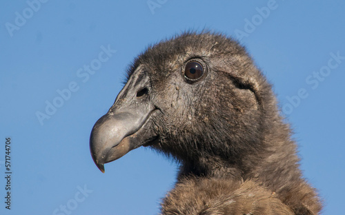 retrato de condor andino joven 