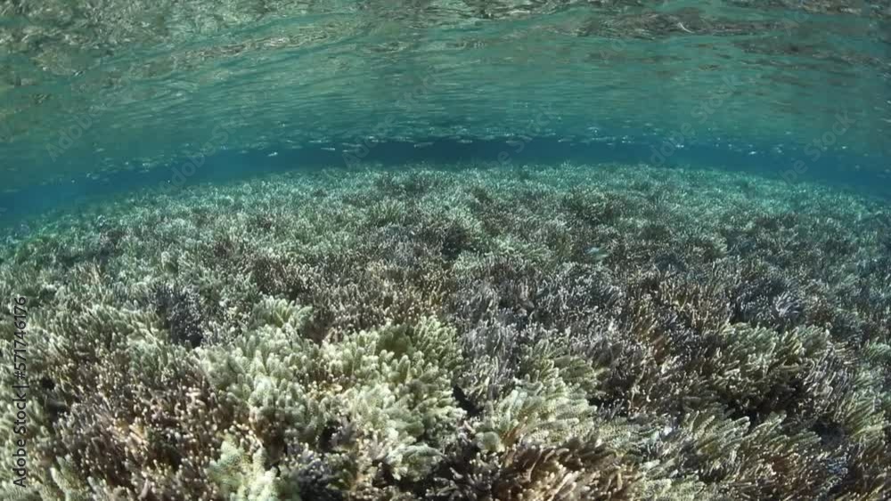 A healthy, shallow coral reef covers the seafloor in the Solomon Islands. This remote Melanesian region harbors spectacular marine biodiversity. A healthy, shallow coral reef covers the seafloor in the Solomon Islands. This remote Melanesian region harbors spectacular marine biodiversity.