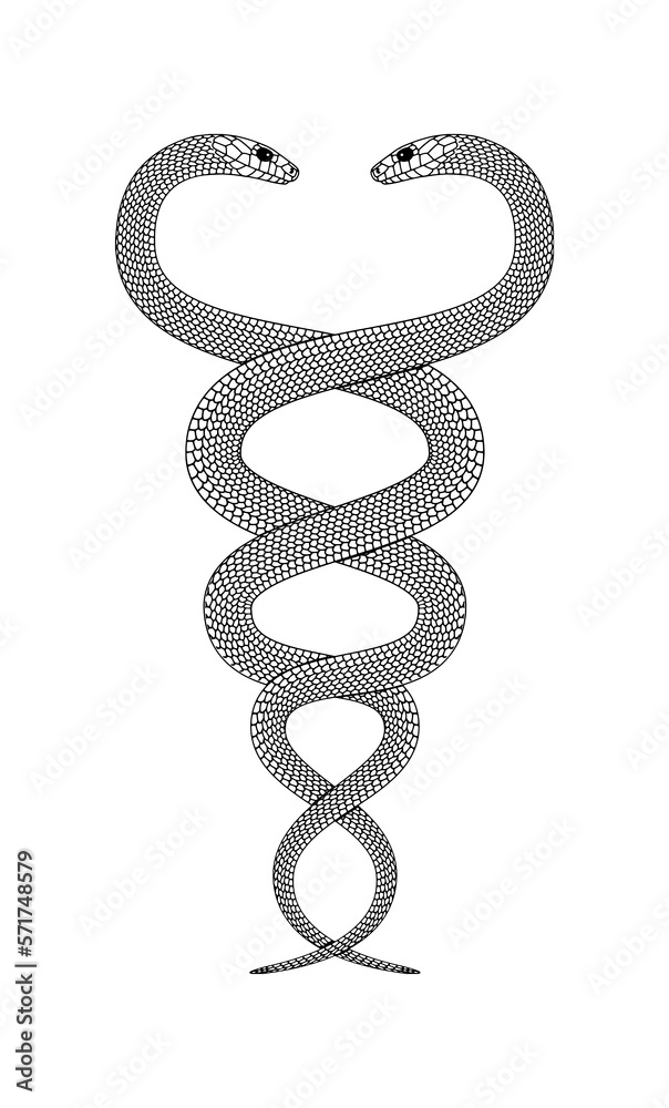 Line drawing of two intertwined snakes Stock Vector | Adobe Stock