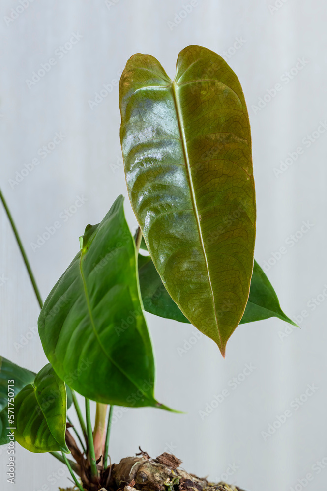 Foto de Ribbed glossy leaves of Anthurium veitchii, also known as the