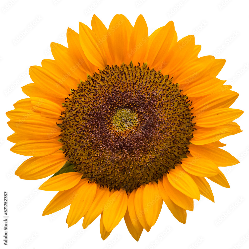 Obraz premium Sunflower PNG Transparent