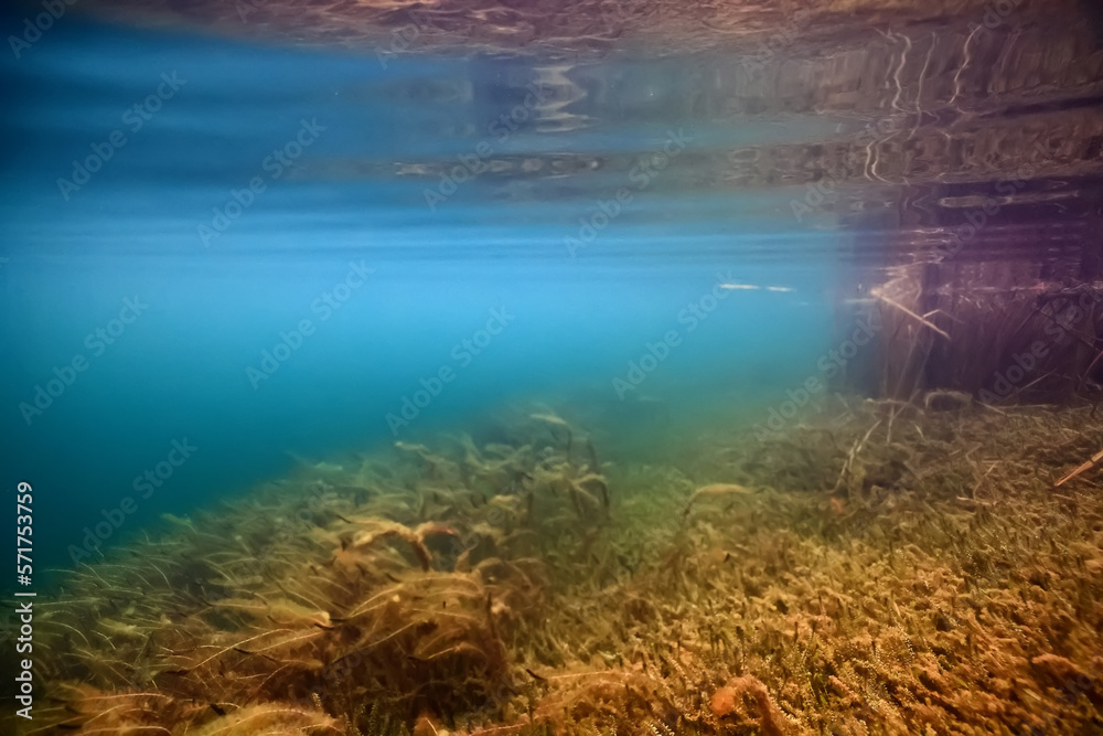 Fototapeta premium coral reef wallpaper background ocean tropical ecosystem underwater