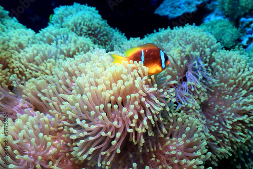 clown fish red sea, underwater reef anemone © kichigin19