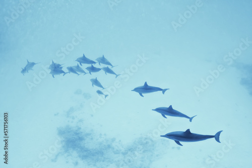 dolphins underwater photo  sea water wildlife
