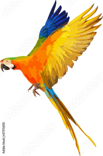 Colorful Catalina parrot flying isolated on transparent background. Vector illustration png file