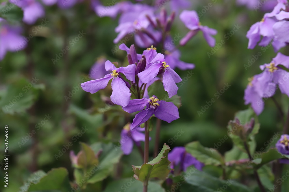 日本の春の庭に咲く紫色のムラサキハナナの花