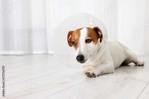 Cute Jack Russell Terrier dog wearing medical plastic collar lying on floor indoors, space for text
