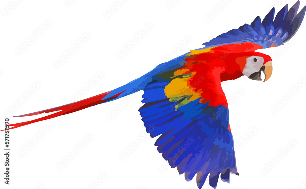 Fototapeta premium Scarlet macaw parrot isolated on transparent background. Vector illustration png file