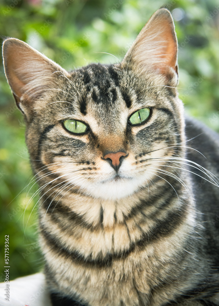 Gato en el campo