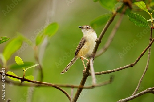 The Plain Prinia or The Plain or White-browed Wren-warbler or Prinia inornata is perched on the branch nice natural environment of wildlife in Srí Lanka or Ceylon photo