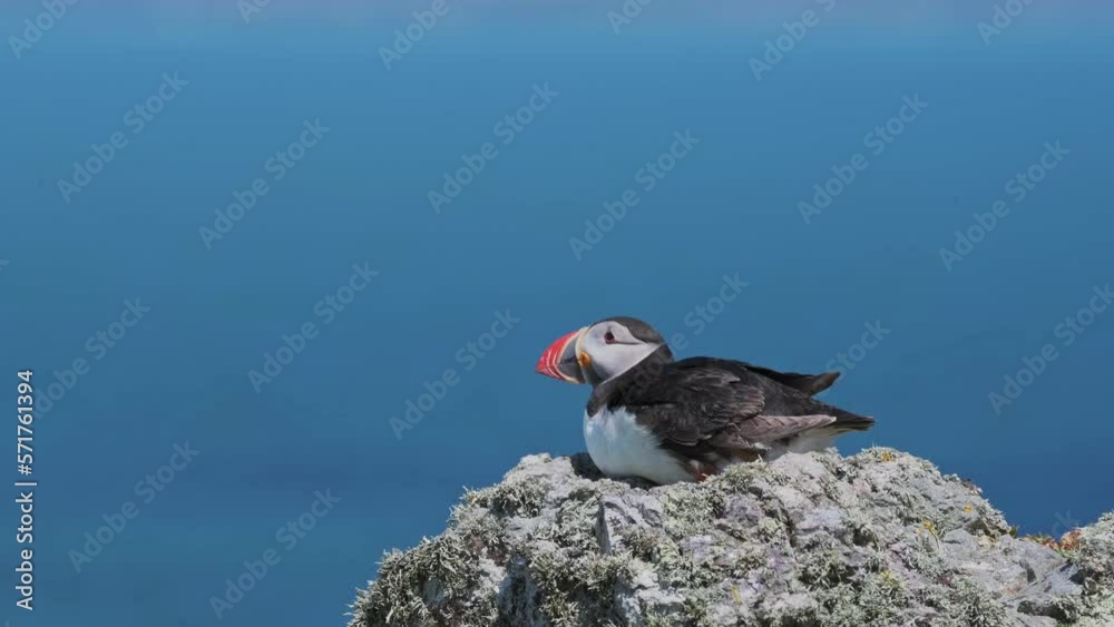 Colourful Puffin Sat on Rocky Coastline Looking Over Windy Atlantic Ocean, Tropical Bird Perching on Rock Near Sea, Pembrokeshire Coast National Park, Skomer Island, Wales, UK Colourful Puffin Sat on Rocky Coastline Looking Over Windy Atlantic Ocean, Tropical Bird Perching on Rock Near Sea, Pembrokeshire Coast National Park, Skomer Island, Wales, UK