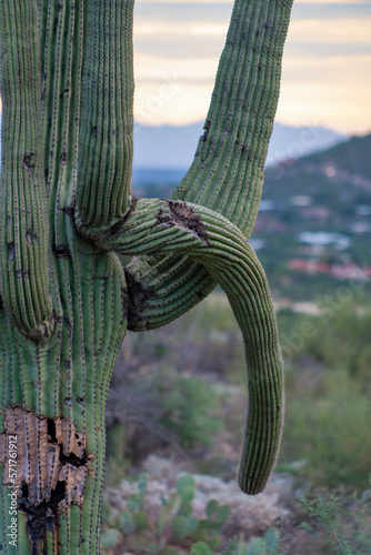 Fallen cactus branch being damaged in the late evening sun with noticable black decay and death on vegetation photo