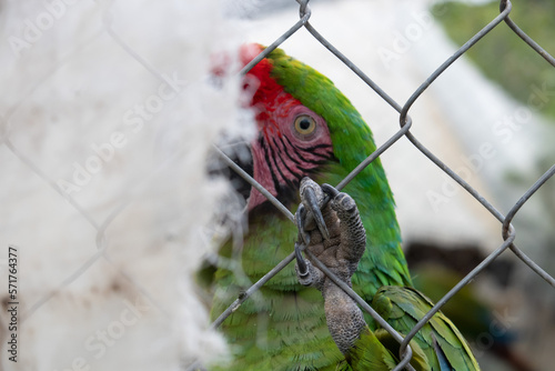 exotic bird in danger of extinction caged green macaw, macaw concept