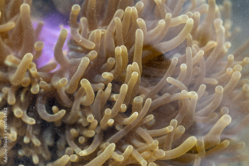 Animal species are invertebrates, found in the tide of the sea. Animal species are invertebrates, found in the tide of the sea.