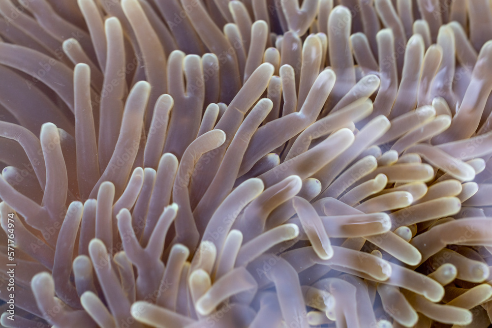 Animal species are invertebrates, found in the tide of the sea. Animal species are invertebrates, found in the tide of the sea.
