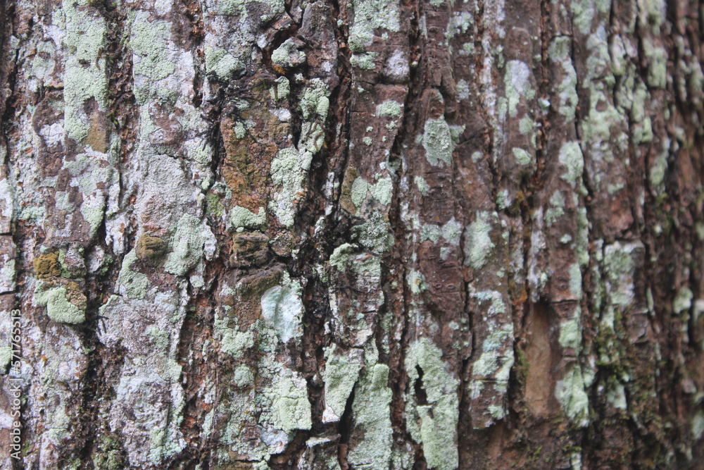 bark of a tree bark of a tree