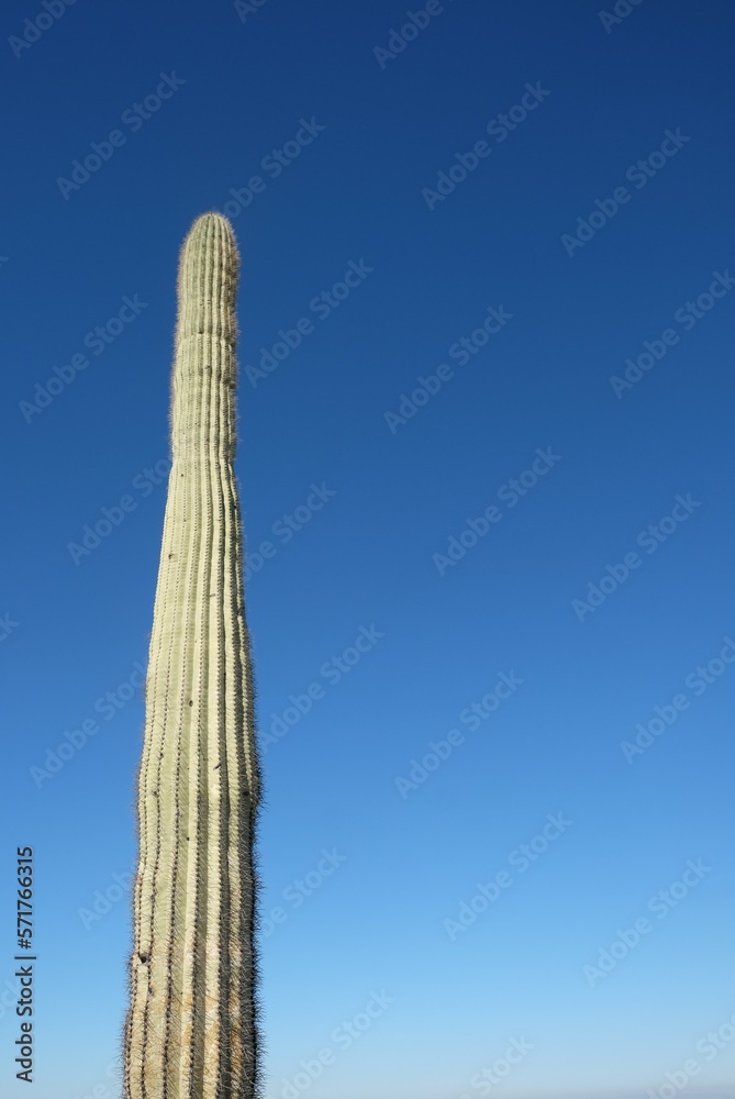Saguaro cactus, a giant succulent, in Arizona desert Saguaro cactus, a giant succulent, in Arizona desert