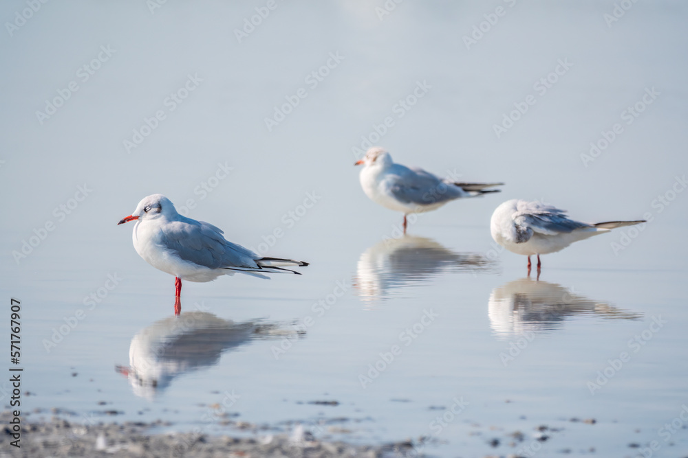 Fototapeta premium Flock of Seagulls, The European herring gull, swims on the calm lake shore