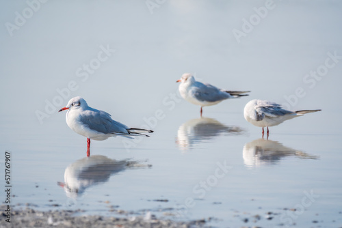 Flock of Seagulls  The European herring gull  swims on the calm lake shore