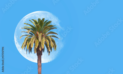 Fototapeta Naklejka Na Ścianę i Meble -  Coconut Palm Tree with Full Moon 