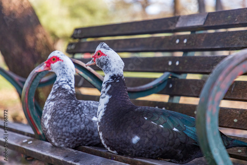 Muscovy Duck, Cairina moschata, at Hermann Park in Houston, Texas