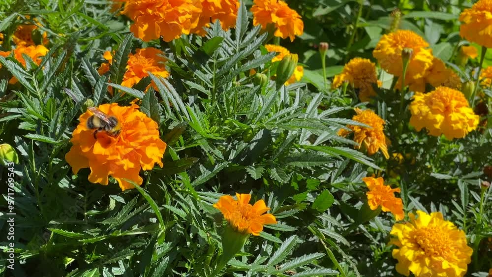 Bumblebee collects pollen on an orange flower and then flies away. Bumblebee on a sunny, warm day. Bumblebee collects pollen on an orange flower and then flies away. Bumblebee on a sunny, warm day.