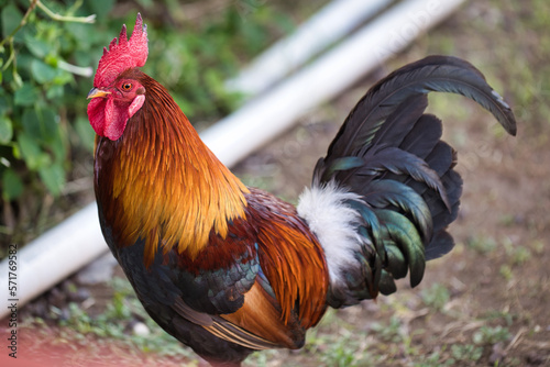 Captivating Rooster in Hawaii's Colorful Wildlife