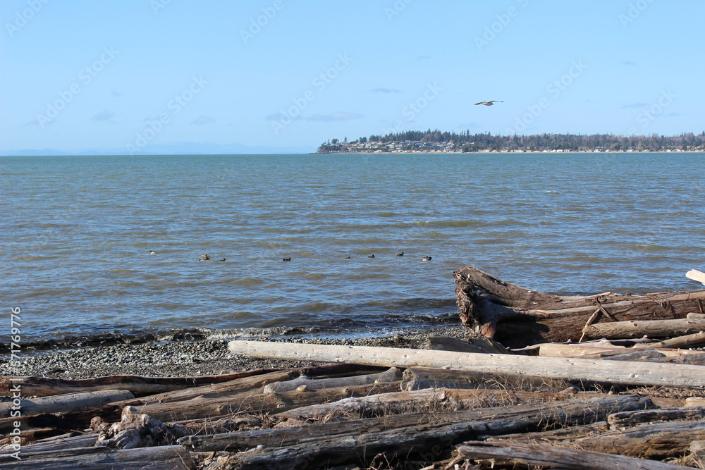 A windy winter day at a Pacific Northwest beach with a pile of driftwood