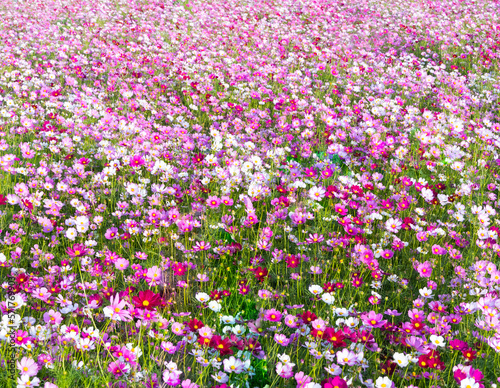 Fields of cosmos flowers bloom beautifully in the garden. cosmos flower background flower background.