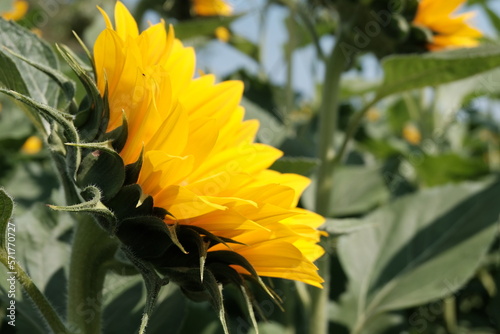 sunflower in the garden